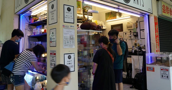 Nuôi kiến như một loài thú cưng tại Singapore - Tuổi Trẻ Online