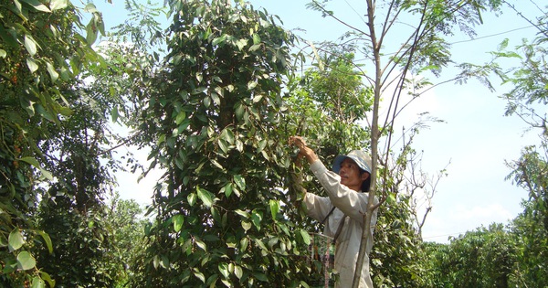 Giá tiêu 'xập xình', nông dân vui trong lo âu