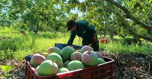 tuoitre.vn