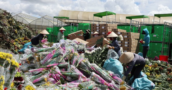 Vì sao hàng trăm tấn hoa Đà Lạt xuất khẩu phải tiêu hủy? - Vimarsana News