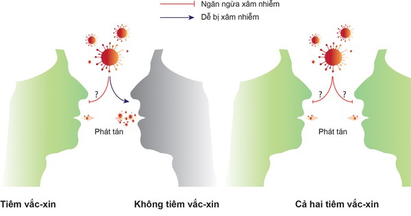 2 yếu tố quyết định khả năng giảm lây truyền virus của vắc xin COVID-19 - Vimarsana News
