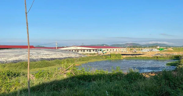 Di dời hơn 1.600 con heo khỏi trại bò gây ô nhiễm khiến người dân bức xúc - Vimarsana News