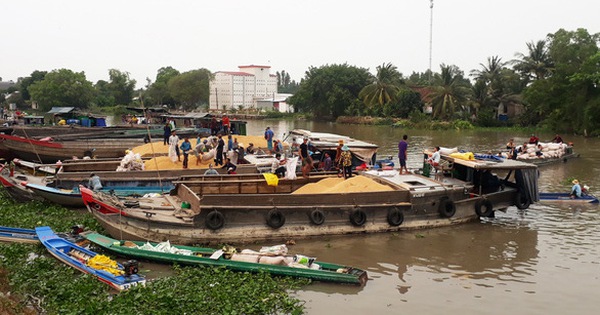 Ghe, thuyền khó thu gom lúa ở miền Tây vì vướng quy định chống dịch