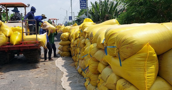 Lúa, trái cây miền Tây chín đầy nhưng vắng bóng thương lái