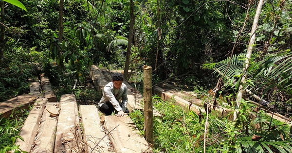 Rừng phòng hộ mất hàng trăm gốc mà chủ rừng 'vô can'