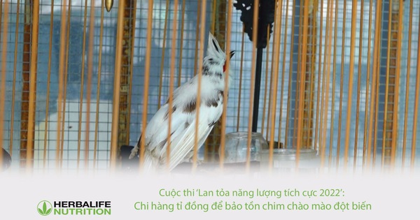 Vị bác sĩ chi hàng tỉ đồng để bảo tồn chim chào mào đột biến