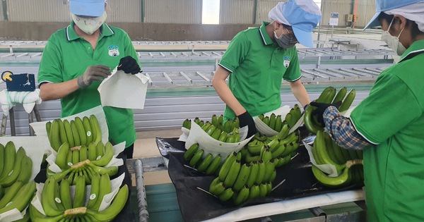 Xuất khẩu chuối Việt Nam sang Trung Quốc tăng mạnh - Tuổi Trẻ Online