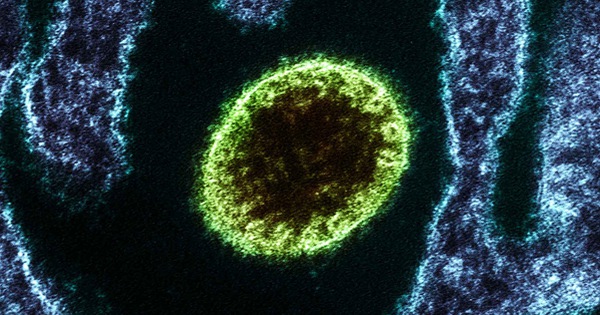 Năm nào Nipah virus được xác định lần đầu tiên?
