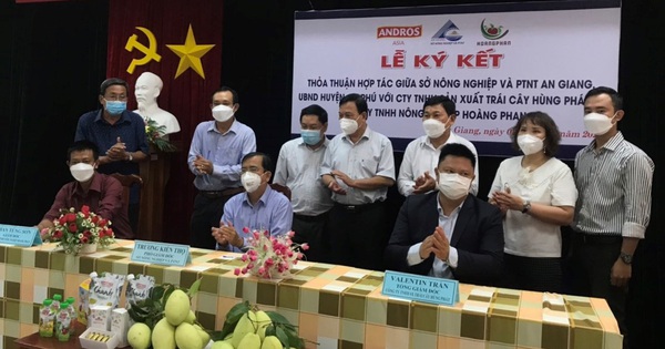 Liên kết 350ha trồng xoài, xuất khẩu vào thị trường khó tính