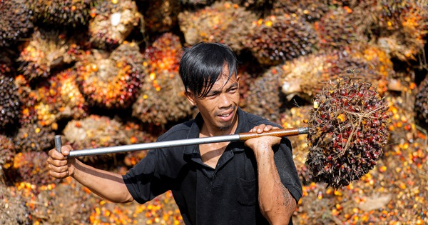 Indonesia bans palm oil exports, poor people in many countries suffer from lack of cheap cooking oil