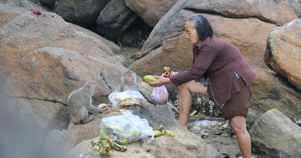 The old woman and the wild monkeys