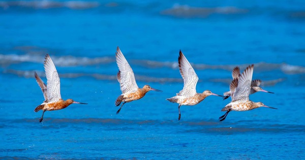 Experience watching and photographing migratory birds in Can Gio