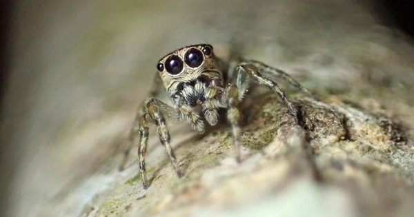 World records 50,000th spider species