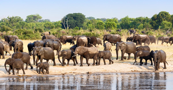 thumbnail - Dân Zimbabwe khổ vì bảo tồn voi quá tốt