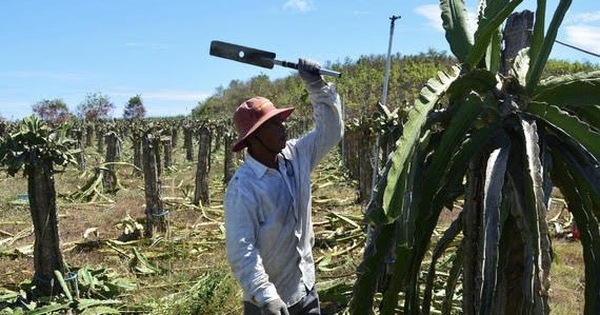 Thanh long chỉ còn 500-1000 đồng/kg, nông dân chặt bỏ cả vườn