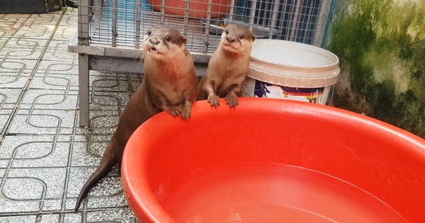 An old woman in Thu Duc City delivered 2 otters to the rangers