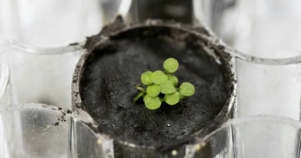For the first time growing plants with soil from the Moon