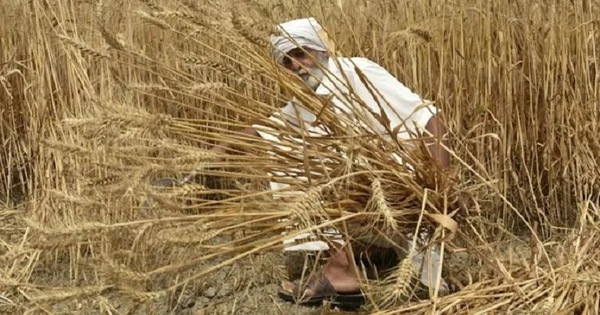 Wheat prices hit a record high after India’s export ban