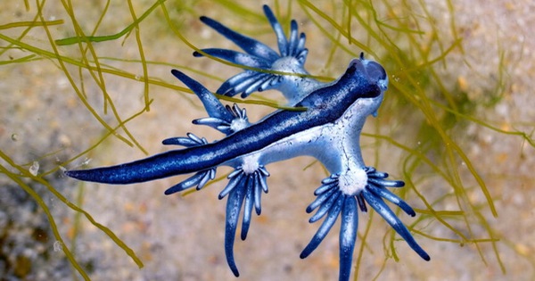 Swim through the ‘sea of ​​garbage’, the man suddenly discovered a beautiful blue sea dragon