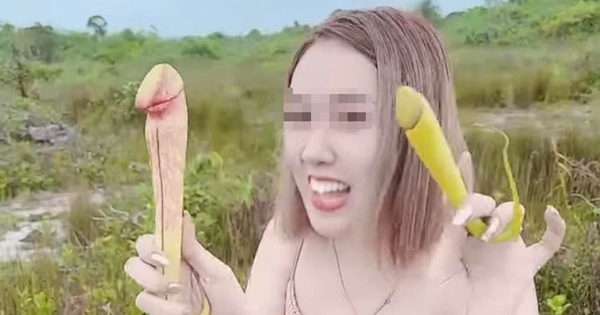The penis-shaped tree in Cambodia is in danger of extinction because it was picked by… women