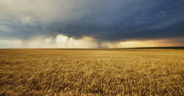 Global ‘wheat war’ about to take place?