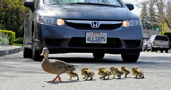 3 ducks were run over by a car, sparking controversy over ‘give way to animals’