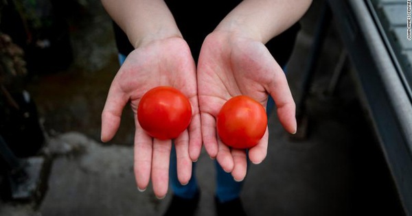 The ‘super tomato’ fruit contains as much vitamin D as 2 chicken eggs