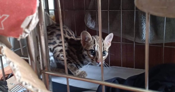 Đi chợ 'đồ rừng' - Kỳ 3: Mèo rừng bị buôn hơn 1.000km ra Bắc
