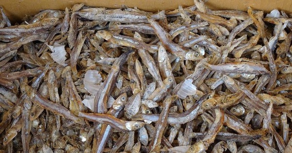 Microplastics found in dried fish in many Asian countries