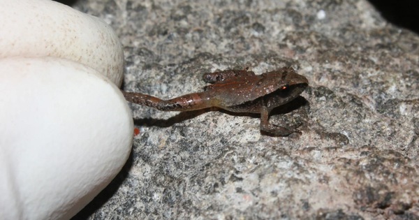thumbnail - Phát hiện nhiều loài ếch mới nhỏ như hạt gạo