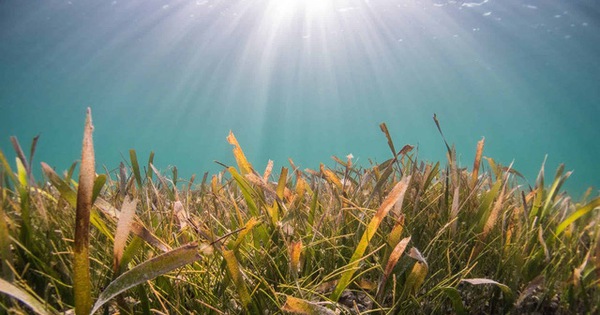 Unexpected discovery: Seagrass emits sugar equivalent to 32 billion cans of soft drink