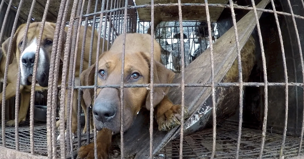 Korea promotes ban on dog meat consumption