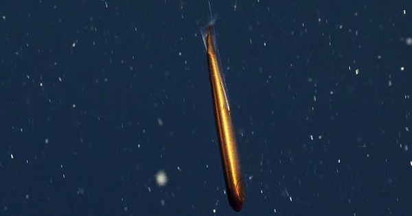Discovered a fish that looks like a golden bronze torpedo
