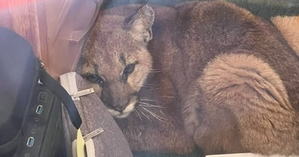 Mountain lion cub ‘lost’, curled up in American classroom