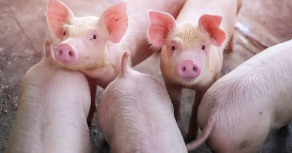China develops a fully robotic pig cloning process