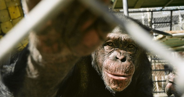 Số phận bi thảm của những con tinh tinh sau các chương trình thí nghiệm y học