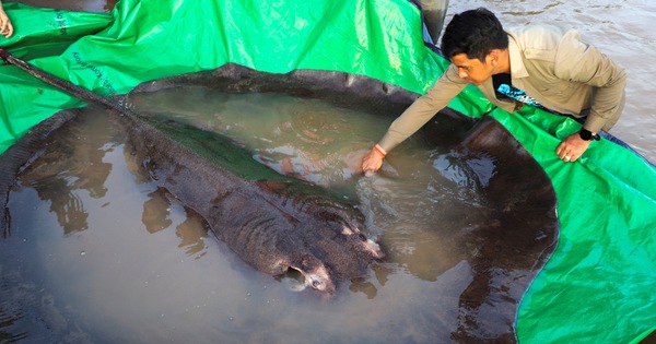 Ngư dân Campuchia bắt được con cá nước ngọt lớn nhất thế giới trên sông Mekong