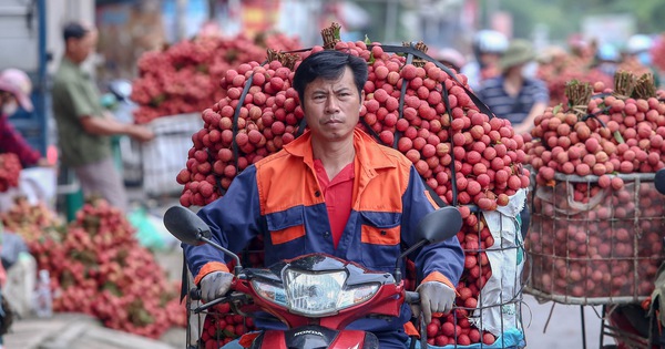 Vụ tung tin sai sự thật về vải thiều: Công an tỉnh Bắc Giang vào cuộc