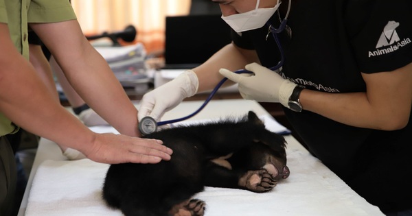 Cứu hộ 5 con gấu bị nuôi nhốt hơn 20 năm ở Hà Nội - Tuổi Trẻ Online