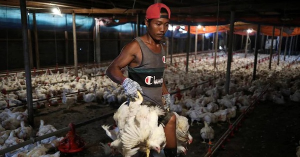 Why does Malaysia ban chicken exports?
