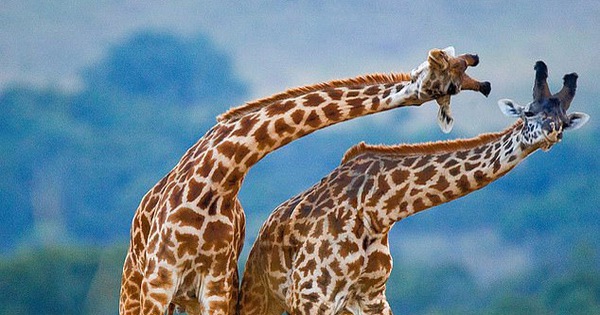 Longer giraffe necks are for fighting, not foraging?