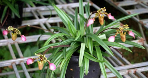 Successful conservation of 3 rare orchid species