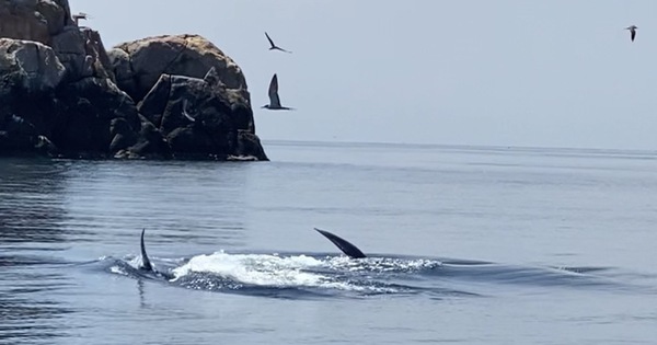 thumbnail - Cá voi xanh dài 12m bất ngờ xuất hiện ở biển Đề Gi