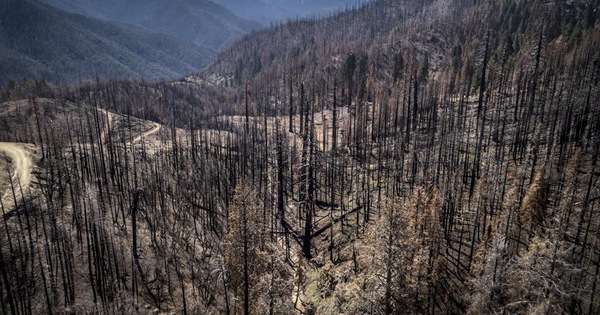 thumbnail - Mỹ trồng 1 tỉ cây xanh ở các khu rừng bị cháy