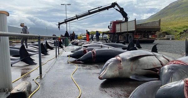 thumbnail - Cuộc thảm sát cá heo lớn nhất trong 124 năm ở quần đảo Faroe
