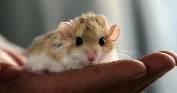 thumbnail - Các nhà khoa học nuôi cấy thành công phôi chuột nhân tạo bên ngoài tử cung