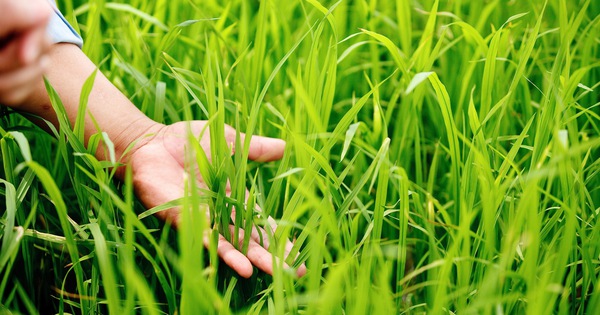 BASF Việt Nam hướng tới nền sản xuất bền vững