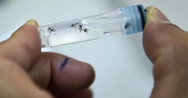 Sự cần thiết của thuốc diệt muỗi hà nội và những lợi ích mà nó mang lại