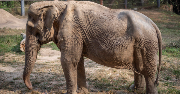 ช้างไทยพิการหลัง 25 ปี เป็นกวางบริการนักท่องเที่ยว