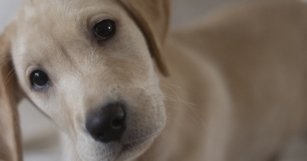 Làm thế nào để ngăn ngừa và điều trị bệnh giun sán sán chó cho chó cưng?
